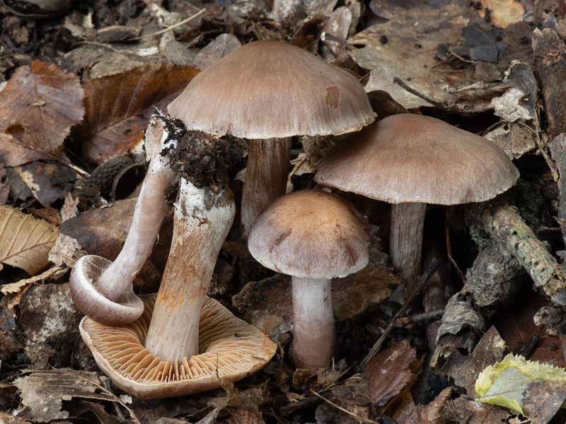 Cortinarius epipurrus Cortinarius epipurrus